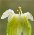  Stamens